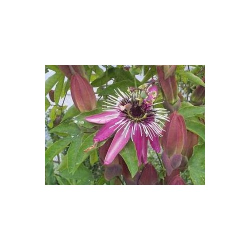 Tisane Passiflore 1Kg Passiflora incarnata