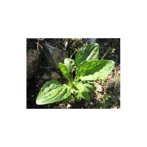 Tisane Plantain feuille 1 Kg Plantago lanceolata